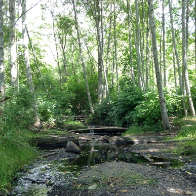 VIEW OF THE STREAM